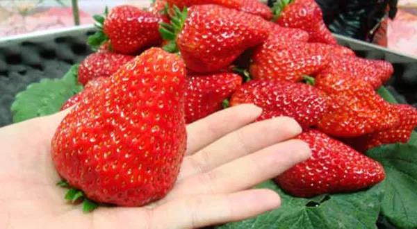 未来星【草莓运动会】—超有趣的研学之旅开始报名啦！