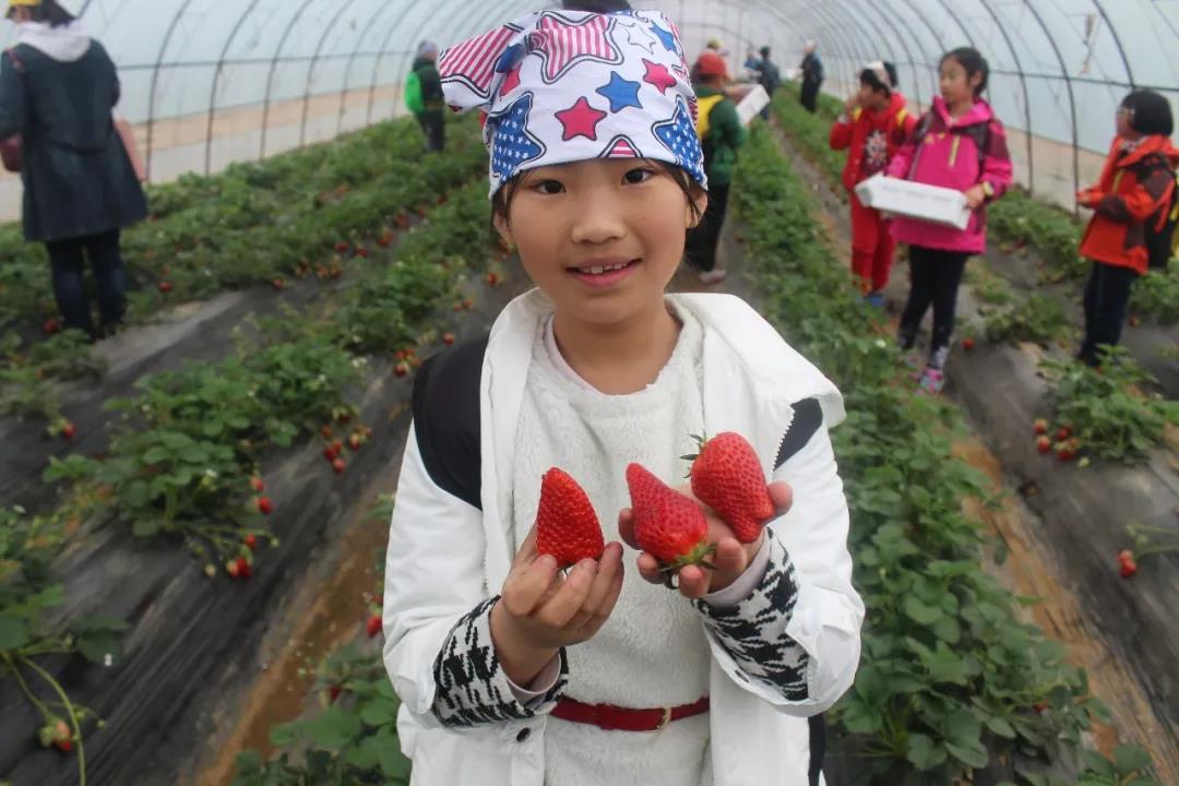 未来星【草莓运动会】—超有趣的研学之旅开始报名啦！