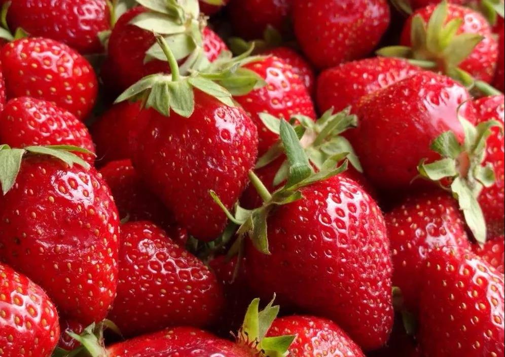 未来星【草莓运动会】—超有趣的研学之旅开始报名啦！